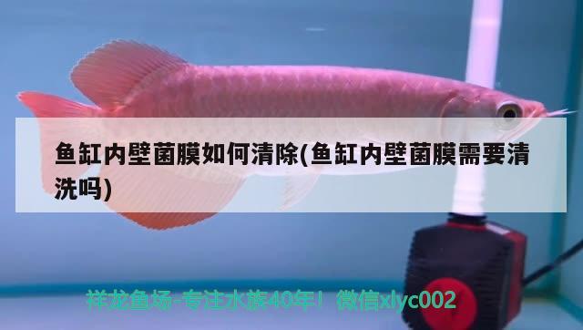 鱼缸内壁菌膜如何清除(鱼缸内壁菌膜需要清洗吗) 水族世界