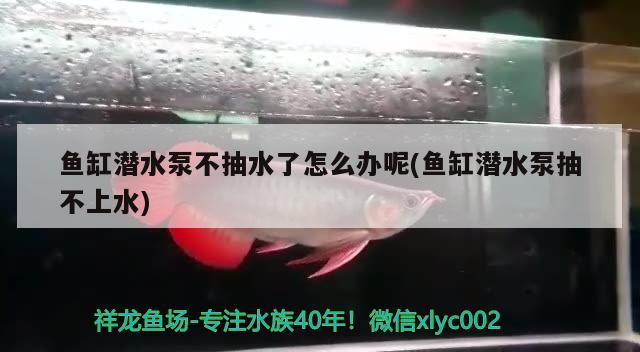 鱼缸潜水泵不抽水了怎么办呢(鱼缸潜水泵抽不上水) 青龙鱼 第1张