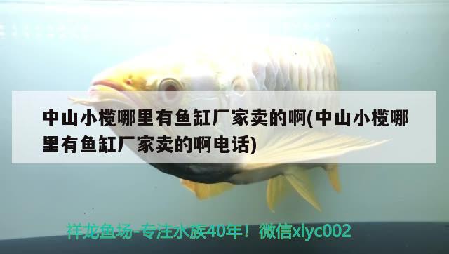 中山小榄哪里有鱼缸厂家卖的啊(中山小榄哪里有鱼缸厂家卖的啊电话) 细线银板鱼苗