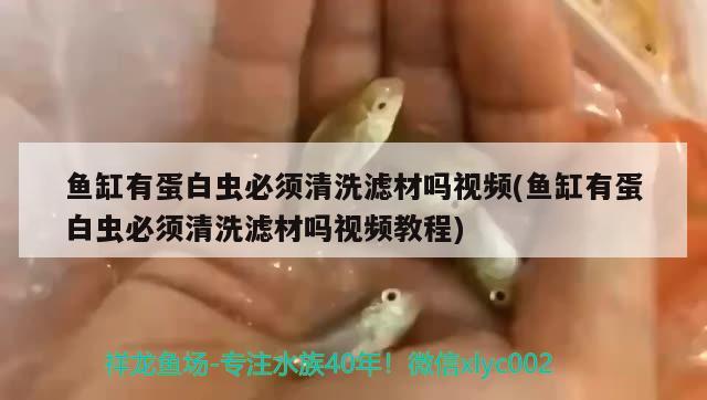 鱼缸有蛋白虫必须清洗滤材吗视频(鱼缸有蛋白虫必须清洗滤材吗视频教程)