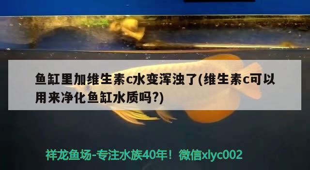 鱼缸里加维生素c水变浑浊了(维生素c可以用来净化鱼缸水质吗?)