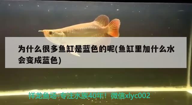 为什么很多鱼缸是蓝色的呢(鱼缸里加什么水会变成蓝色)