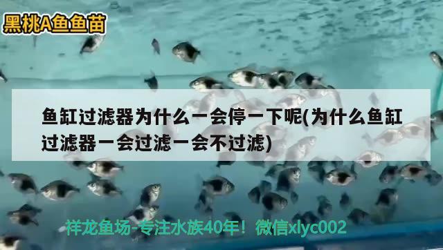 鱼缸过滤器为什么一会停一下呢(为什么鱼缸过滤器一会过滤一会不过滤) 观赏鱼进出口