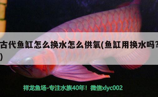 古代鱼缸怎么换水怎么供氧(鱼缸用换水吗?) 斑马鸭嘴鱼