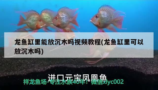 龙鱼缸里能放沉木吗视频教程(龙鱼缸里可以放沉木吗) 祥龙鱼场