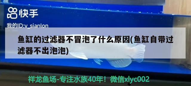 鱼缸的过滤器不冒泡了什么原因(鱼缸自带过滤器不出泡泡) 养鱼的好处