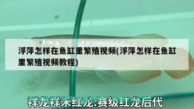 浮萍怎样在鱼缸里繁殖视频(浮萍怎样在鱼缸里繁殖视频教程)