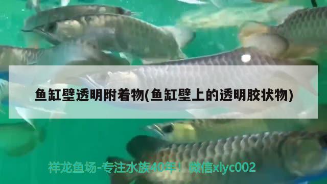 鱼缸壁透明附着物(鱼缸壁上的透明胶状物) 鱼缸风水