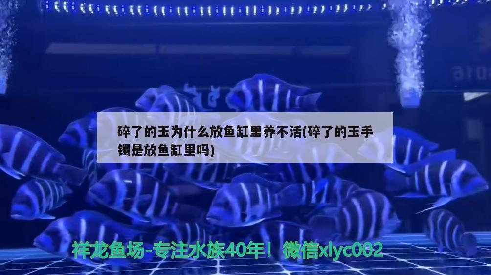 碎了的玉为什么放鱼缸里养不活(碎了的玉手镯是放鱼缸里吗) 潜水泵 第2张