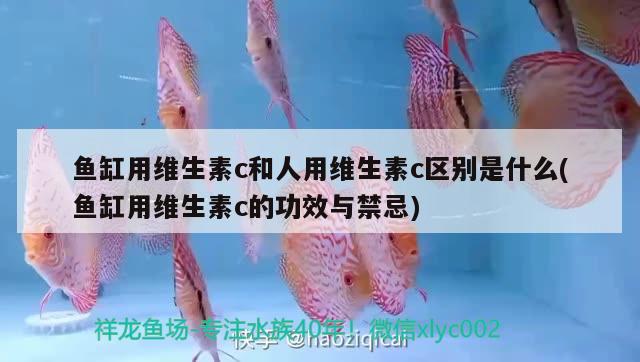 鱼缸用维生素c和人用维生素c区别是什么(鱼缸用维生素c的功效与禁忌) 白子金龙鱼