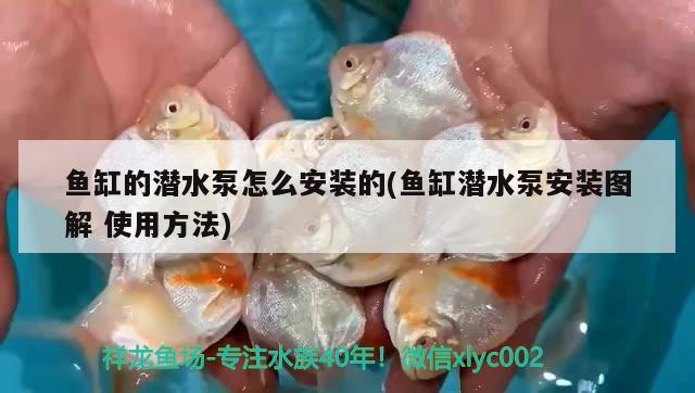 鱼缸的潜水泵怎么安装的(鱼缸潜水泵安装图解使用方法)