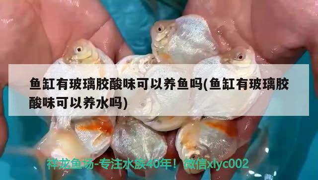 鱼缸有玻璃胶酸味可以养鱼吗(鱼缸有玻璃胶酸味可以养水吗) 一眉道人鱼苗