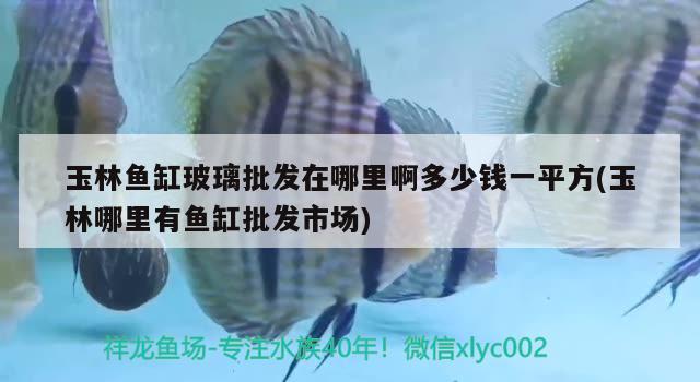 玉林鱼缸玻璃批发在哪里啊多少钱一平方(玉林哪里有鱼缸批发市场) 黄吉金龙（白子金龙鱼）