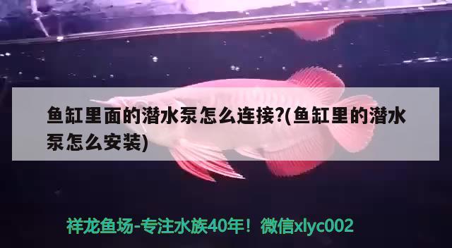 鱼缸里面的潜水泵怎么连接?(鱼缸里的潜水泵怎么安装) 羽毛刀鱼苗