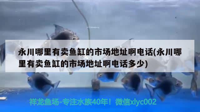 永川哪里有卖鱼缸的市场地址啊电话(永川哪里有卖鱼缸的市场地址啊电话多少)