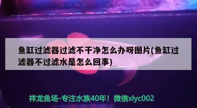 鱼缸过滤器过滤不干净怎么办呀图片(鱼缸过滤器不过滤水是怎么回事) 成吉思汗鲨（球鲨）鱼