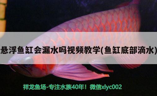 悬浮鱼缸会漏水吗视频教学(鱼缸底部滴水) 和尚鱼