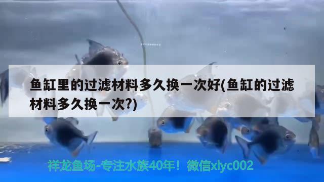 鱼缸里的过滤材料多久换一次好(鱼缸的过滤材料多久换一次?) 黑白双星