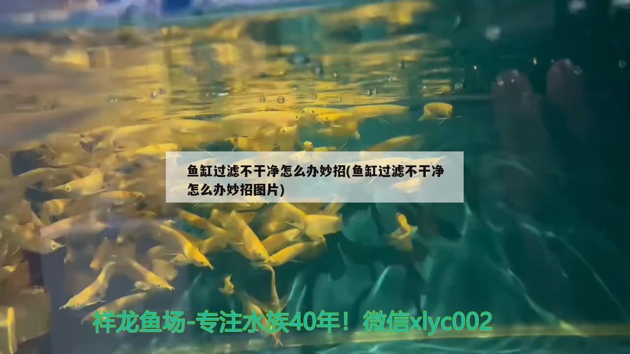 鱼缸过滤不干净怎么办妙招(鱼缸过滤不干净怎么办妙招图片)