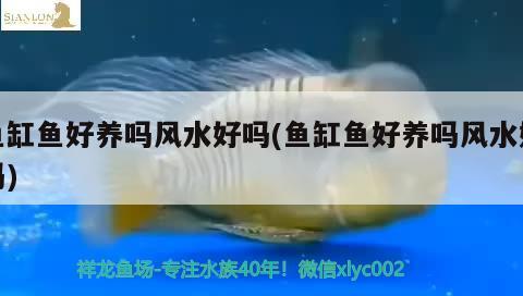 鱼缸鱼好养吗风水好吗(鱼缸鱼好养吗风水好吗) 鱼缸风水