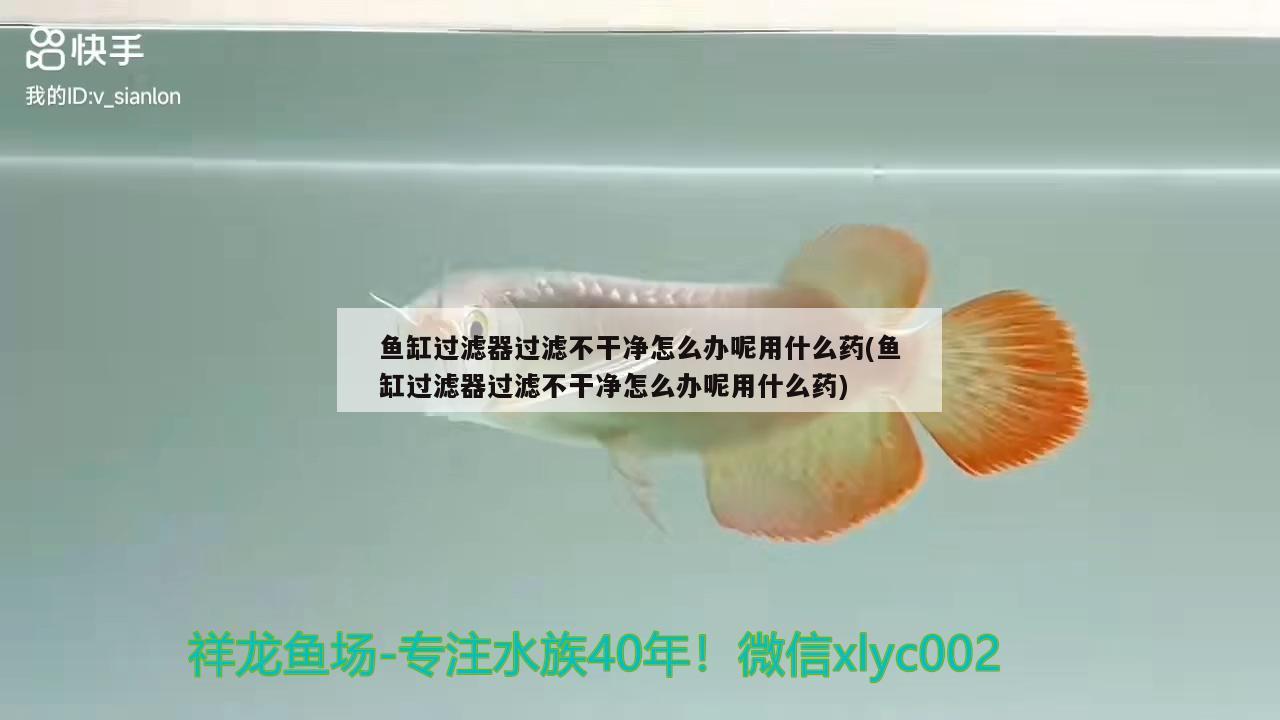 鱼缸过滤器过滤不干净怎么办呢用什么药(鱼缸过滤器过滤不干净怎么办呢用什么药) 红龙专用鱼粮饲料 第2张