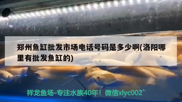 郑州鱼缸批发市场电话号码是多少啊(洛阳哪里有批发鱼缸的) 白子红龙鱼