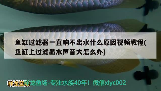 鱼缸过滤器一直响不出水什么原因视频教程(鱼缸上过滤出水声音大怎么办) 二氧化碳设备