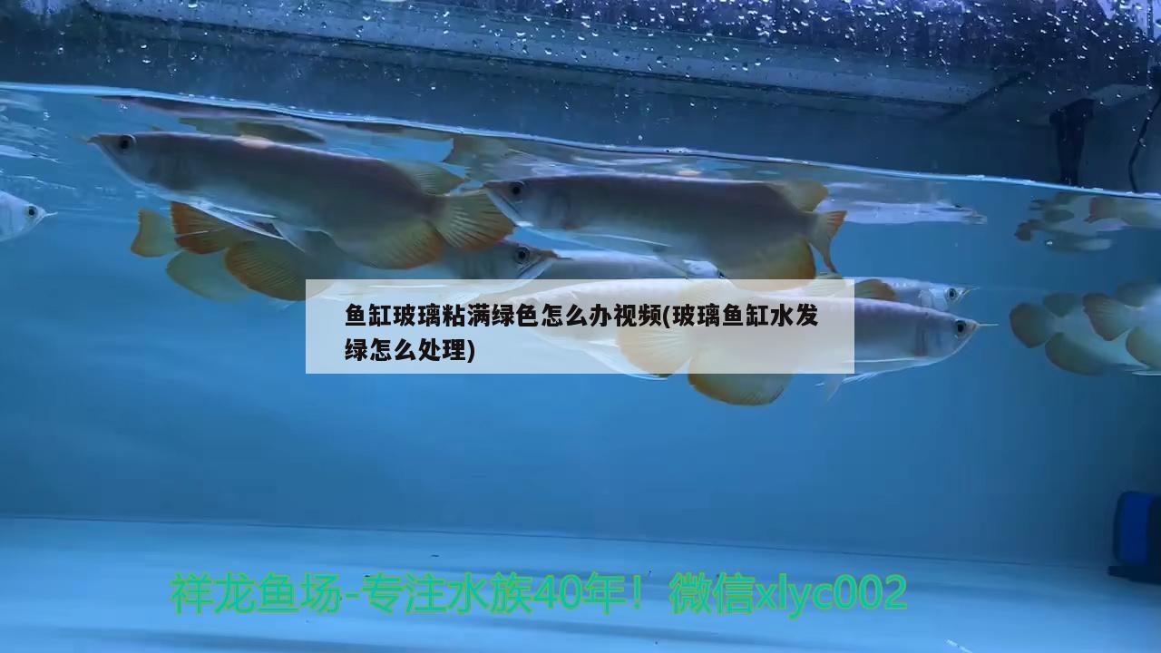 鱼缸玻璃粘满绿色怎么办视频(玻璃鱼缸水发绿怎么处理) 海水鱼（海水鱼批发）