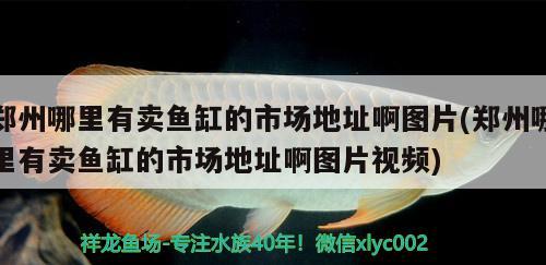 郑州哪里有卖鱼缸的市场地址啊图片(郑州哪里有卖鱼缸的市场地址啊图片视频) 黄金斑马鱼 第2张