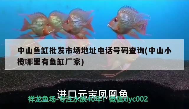 中山鱼缸批发市场地址电话号码查询(中山小榄哪里有鱼缸厂家) 斑马狗头鱼