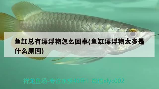 鱼缸总有漂浮物怎么回事(鱼缸漂浮物太多是什么原因) 鱼缸水泵