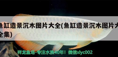 鱼缸造景沉木图片大全(鱼缸造景沉木图片大全集) 祥龙传奇品牌鱼缸