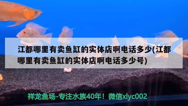 江都哪里有卖鱼缸的实体店啊电话多少(江都哪里有卖鱼缸的实体店啊电话多少号)