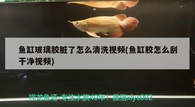 鱼缸玻璃胶脏了怎么清洗视频(鱼缸胶怎么刮干净视频)