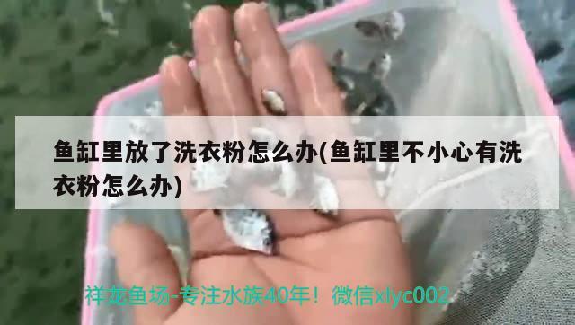 鱼缸里放了洗衣粉怎么办(鱼缸里不小心有洗衣粉怎么办)