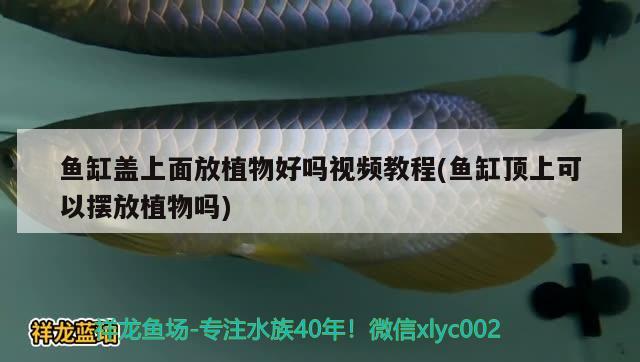 鱼缸盖上面放植物好吗视频教程(鱼缸顶上可以摆放植物吗) 细线银版鱼