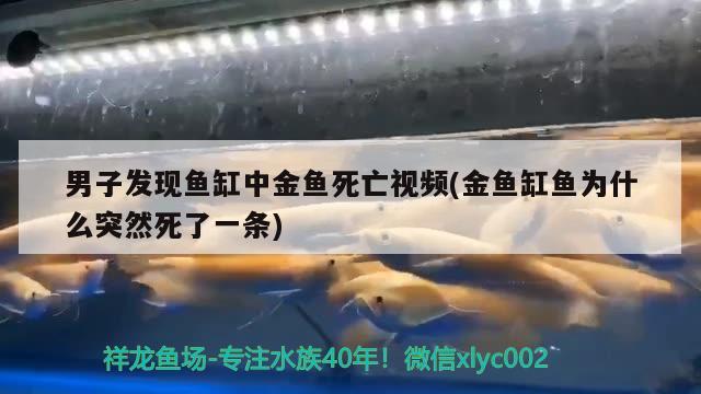 男子发现鱼缸中金鱼死亡视频(金鱼缸鱼为什么突然死了一条) 巴西亚鱼