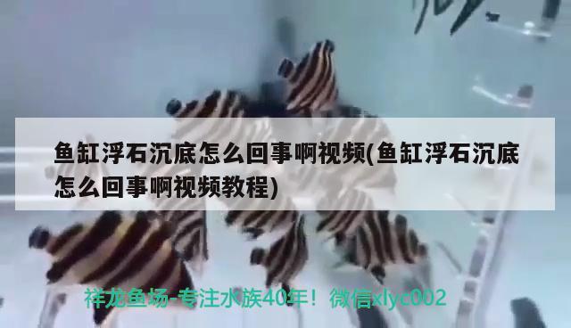 鱼缸浮石沉底怎么回事啊视频(鱼缸浮石沉底怎么回事啊视频教程) 帝王三间鱼