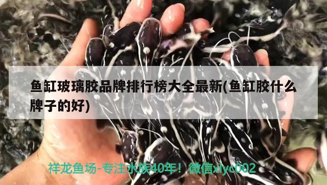 鱼缸玻璃胶品牌排行榜大全最新(鱼缸胶什么牌子的好) 绿皮辣椒小红龙