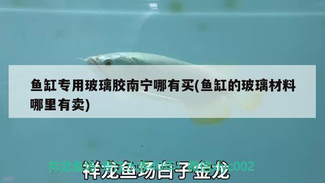 鱼缸专用玻璃胶南宁哪有买(鱼缸的玻璃材料哪里有卖)