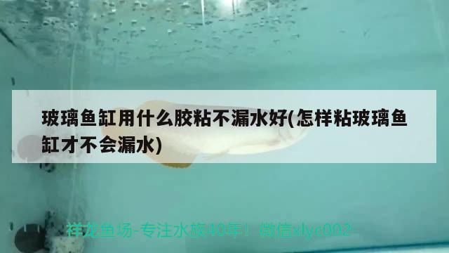 玻璃鱼缸用什么胶粘不漏水好(怎样粘玻璃鱼缸才不会漏水)