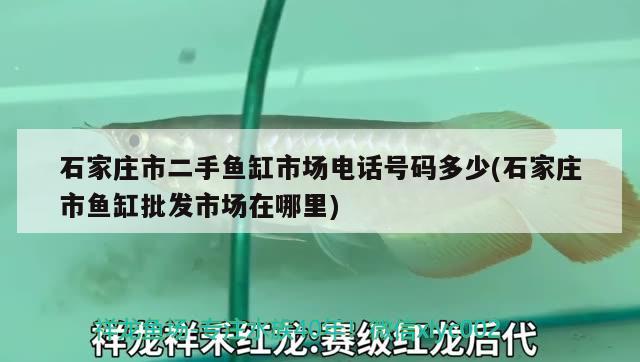 石家庄市二手鱼缸市场电话号码多少(石家庄市鱼缸批发市场在哪里) 银河星钻鱼