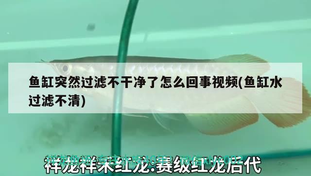 鱼缸突然过滤不干净了怎么回事视频(鱼缸水过滤不清) 图腾金龙鱼