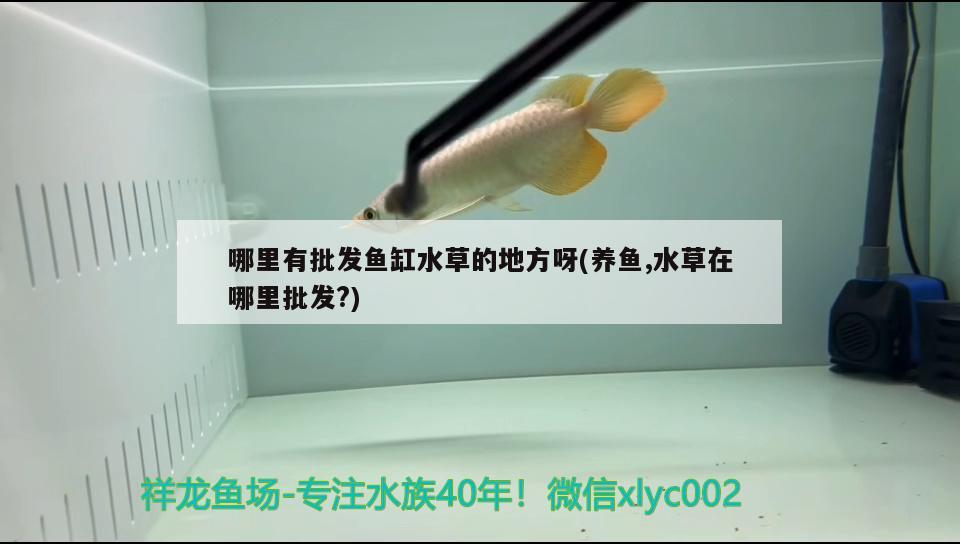 哪里有批发鱼缸水草的地方呀(养鱼,水草在哪里批发?) 水草