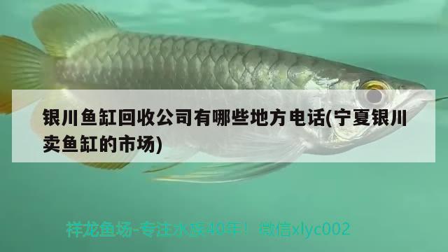 银川鱼缸回收公司有哪些地方电话(宁夏银川卖鱼缸的市场) 细线银版鱼