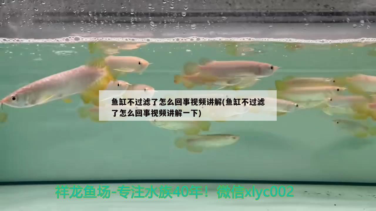 鱼缸不过滤了怎么回事视频讲解(鱼缸不过滤了怎么回事视频讲解一下) 大白鲨鱼