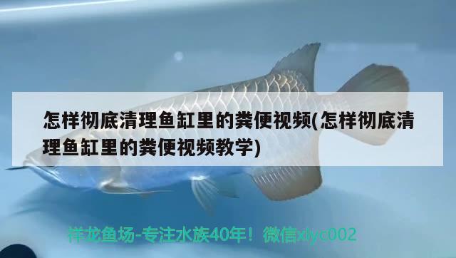 怎样彻底清理鱼缸里的粪便视频(怎样彻底清理鱼缸里的粪便视频教学)