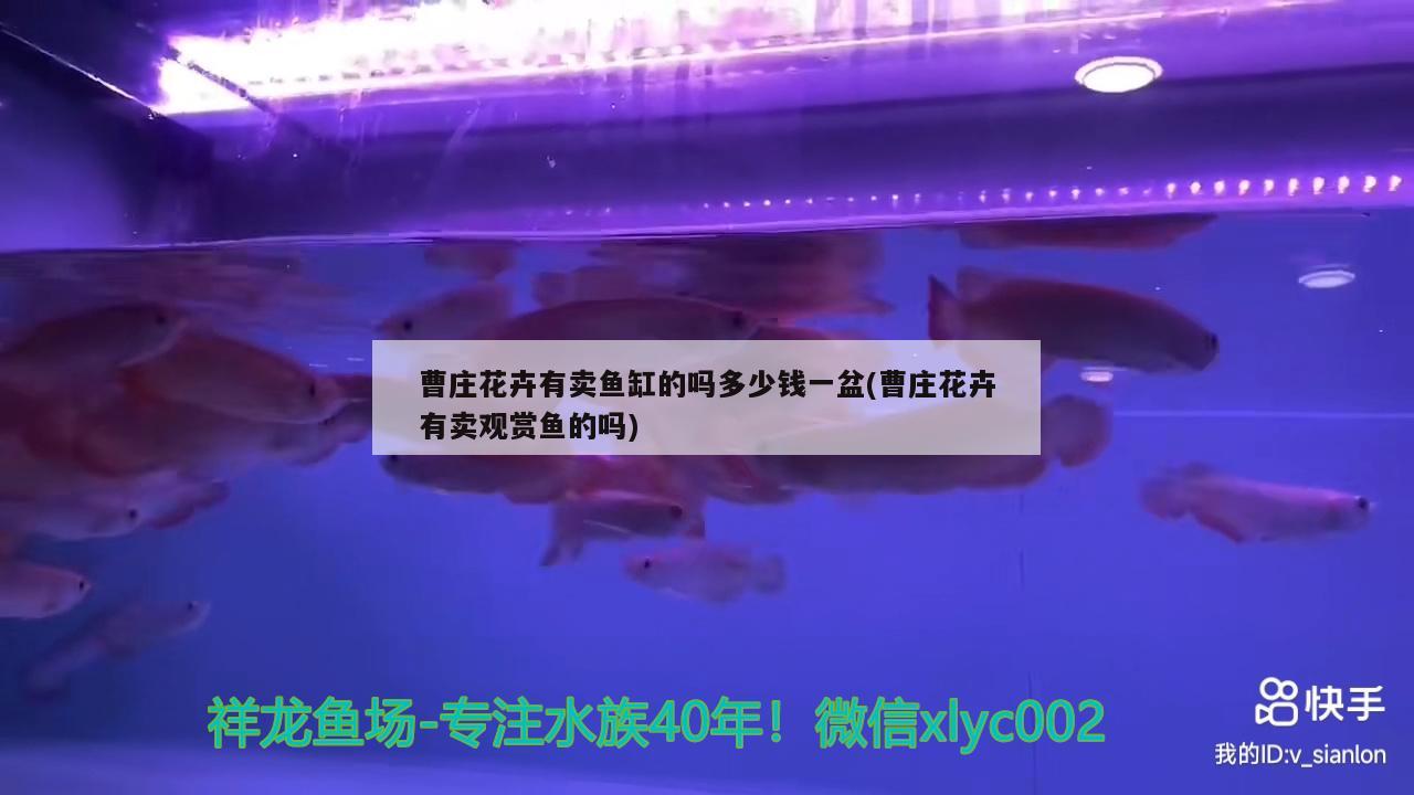曹庄花卉有卖鱼缸的吗多少钱一盆(曹庄花卉有卖观赏鱼的吗) 红勾银版鱼