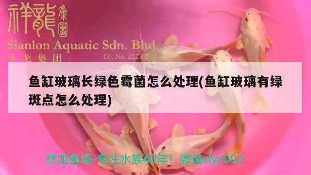 鱼缸玻璃长绿色霉菌怎么处理(鱼缸玻璃有绿斑点怎么处理) 一眉道人鱼