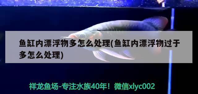 鱼缸内漂浮物多怎么处理(鱼缸内漂浮物过于多怎么处理)